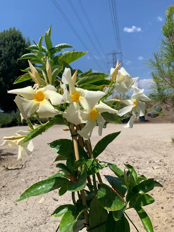 Mandevilla Sun Parasol Apricot Live Plant – 2ft Tall, 6in Pot – Outdoor Vine - Image 1