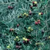 Manzanillo Olive Tree Live Plant – 2 Feet Tall – Ships in 6" Pot – Outdoor - Image 1