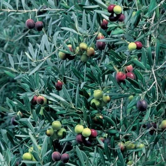 Manzanillo Olive Tree Live Plant – 2 Feet Tall – Ships in 6" Pot – Outdoor - Image 1