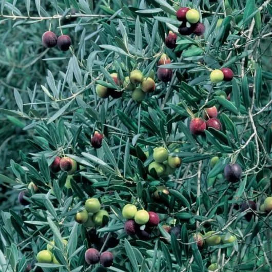 Manzanillo Olive Tree Live Plant – 2 Feet Tall – Ships in 6 Inch Pot – Outdoor - Image 1