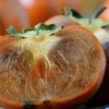 Maru Persimmon Tree Live Plant - 3-4 Ft Tall - Bigger Trunk - 3 Gal Pot - Image 1