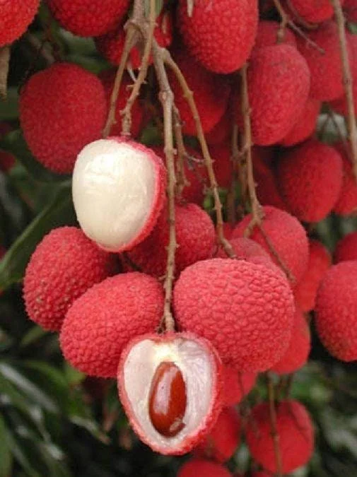 Mauritius Lychee Tree - 2 ft Tall Airlayered Live Plant in 3 Gallon Pot - Image 2