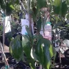 Mauritius Lychee Tree - 2 ft Tall Airlayered Live Plant in 3 Gallon Pot Mauritius Lychee Tree - 2 ft Tall Airlayered Live Plant in 3 Gallon Pot - Image 1