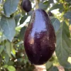 Mexicola Avocado Tree – Live Plant – 1 Foot Tall – Grafted – Outdoor Fruit Tree - Image 1