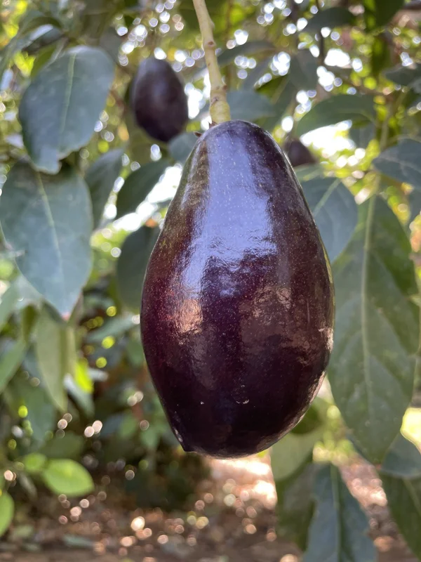 Mexicola Avocado Tree – Live Plant – 1 Foot Tall – Grafted – Outdoor Fruit Tree - Image 1