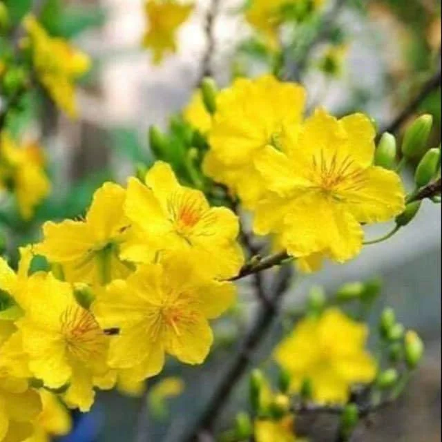 Mickey Mouse Plant (Ochna serrulata) Live Plant – 2 feet tall – Ships in 6 inch Pot – Outdoor Shrub - Image 1