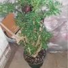 Ming Aralia Live Plant – 1 Foot Tall – Great for Bonsai – Ships in 6 Inch Pot - Image 1