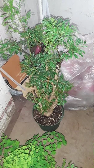 Ming Aralia Live Plant – 1 Foot Tall – Great for Bonsai – Ships in 6 Inch Pot - Image 1