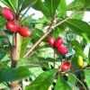Miracle Fruit Live Plant – 1-2 Feet Tall – Ships in 3 Gallon Pot – Indoor/Outdoor - Image 1