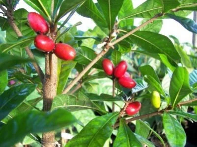 Miracle Fruit Live Plant – 1-2 Feet Tall – Ships in 3 Gallon Pot – Indoor/Outdoor - Image 1