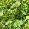 Mushroom Plant Rungia klossii Live Plant – 1 ft Tall in 1 Gallon Pot – Edible Herb - Image 1