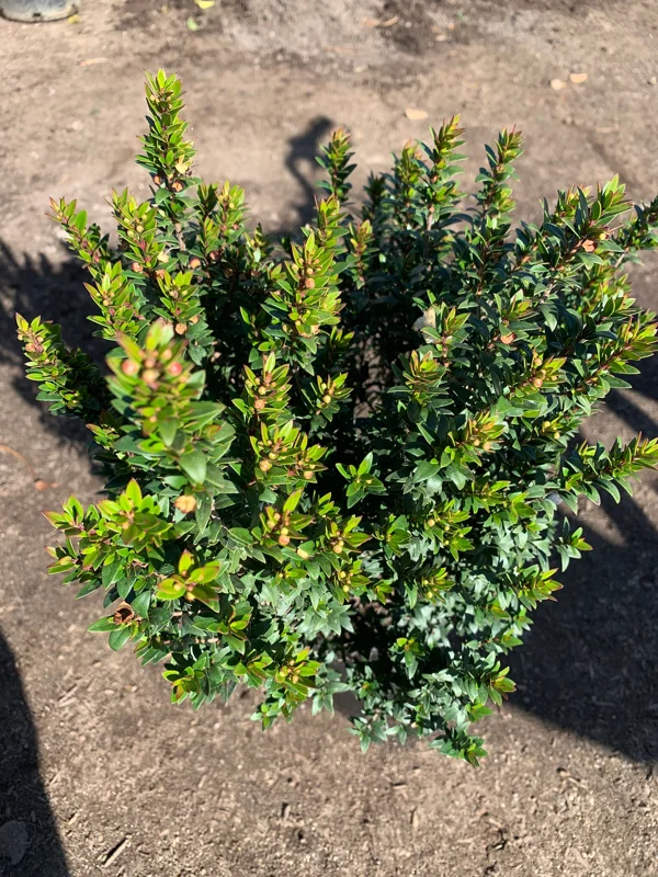 Myrtus Communis Compacta Live Plant – 6 Inch Pot – Outdoor Shrub - Image 2