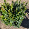 Myrtus Communis Compacta Live Plant – 6 Inch Pot – Outdoor Shrub - Image 1