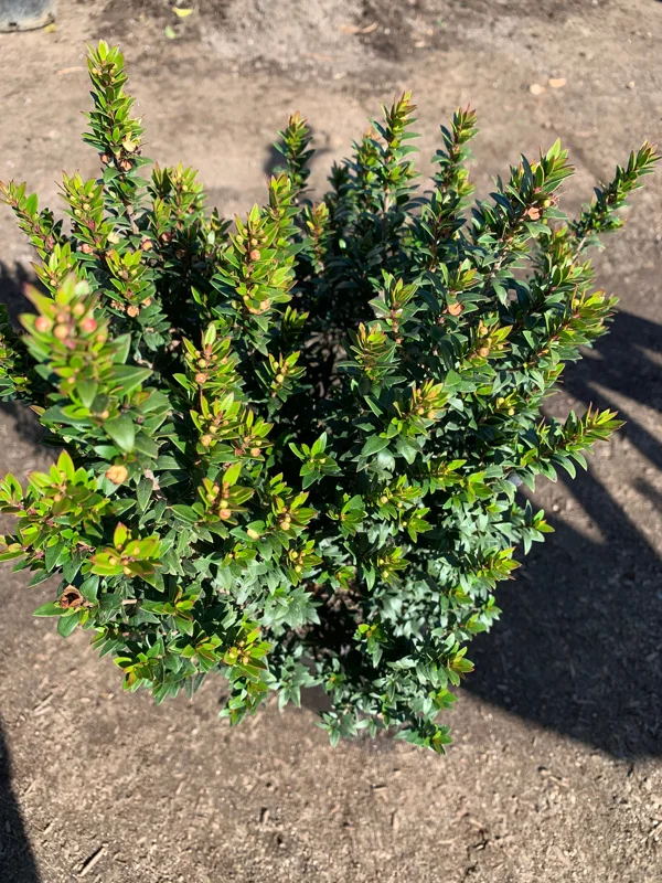 Myrtus Communis Compacta Live Plant – 6 Inch Pot – Outdoor Shrub - Image 1