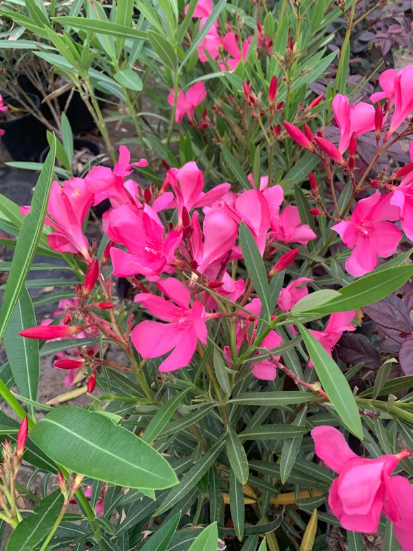 Nerium Oleander Hardy Pink Live Plant – 6 inch Pot – Outdoor Shrub - Image 2