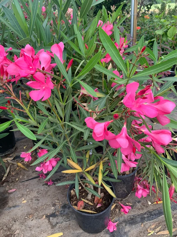 Nerium Oleander Hardy Pink Live Plant – 6 inch Pot – Outdoor Shrub Nerium Oleander Hardy Pink Live Plant – 6 inch Pot – Outdoor Shrub - Image 3
