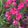 Nerium Oleander Hardy Pink Live Plant – 6 inch Pot – Outdoor Shrub - Image 1