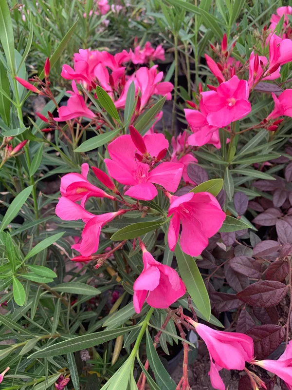 Nerium Oleander Hardy Pink Live Plant – 6 inch Pot – Outdoor Shrub - Image 1