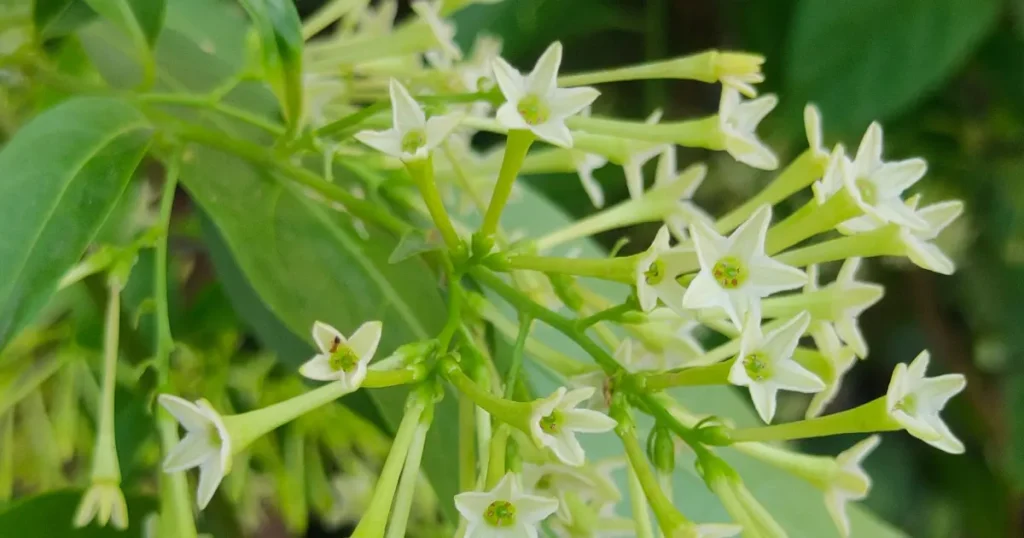 night blooming jasmine flowers