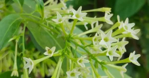 night blooming jasmine flowers