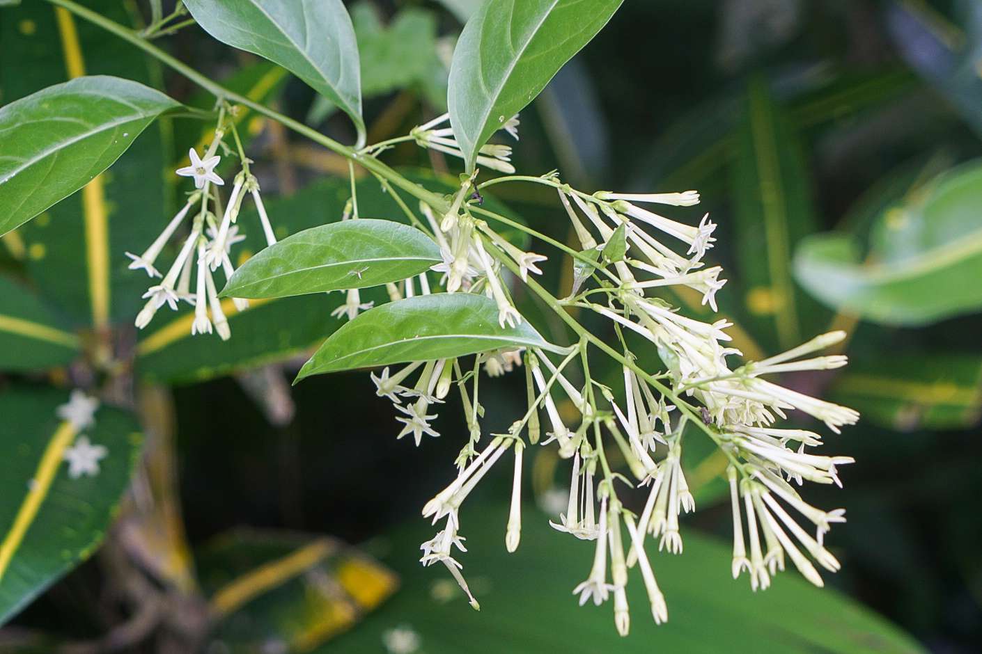 night-blooming-jasmine-growing-guide