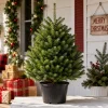 Noble Fir Live Starter Tree Abies Procera 4-8 Inch Tall Evergreen Christmas Tree Outdoor Plant - Image 1