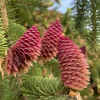 Norway Spruce Conifer Live Plant – Evergreen Seedling Tree, 4-6 Inch Tall, 3 Inch Pot - Image 1