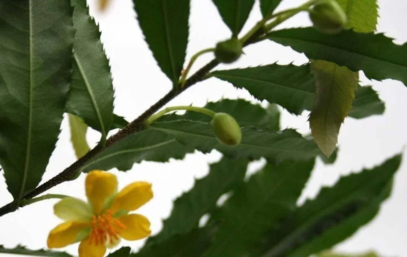 Ochna Serrulata Mickey Mouse Live Plant – 1 to 2 feet tall – Shipped in 6 inch Pot - Image 2