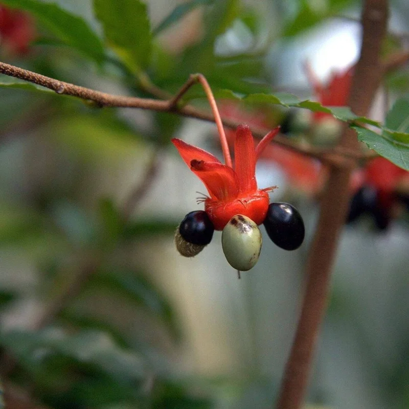 Ochna Serrulata Mickey Mouse Live Plant – 1 to 2 feet tall – Shipped in 6 inch Pot Ochna Serrulata Mickey Mouse Live Plant – 1 to 2 feet tall – Shipped in 6 inch Pot - Image 3