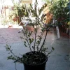 Ochna Serrulata Mickey Mouse Live Plant – 1 to 2 feet tall – Shipped in 6 inch Pot - Image 1