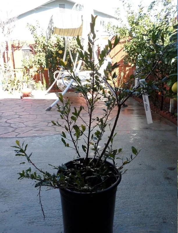 Ochna Serrulata Mickey Mouse Live Plant – 1 to 2 feet tall – Shipped in 6 inch Pot - Image 1
