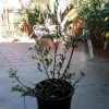Ochna Serrulata Mickey Mouse Plant – Live Plant – 1-2 ft Tall – Ship in 3 Gallon Pot - Image 1