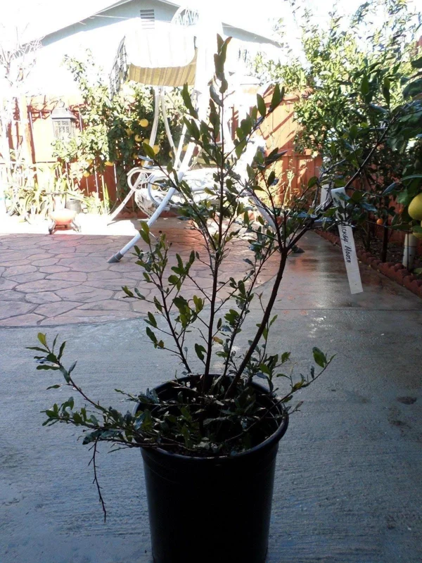 Ochna Serrulata Mickey Mouse Plant – Live Plant – 1-2 ft Tall – Ship in 3 Gallon Pot - Image 1