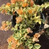 Orange Ice Bougainvillea Live Plant – 1 Foot Tall – Ship in 6 Inch Pot – Outdoor Shrub - Image 1