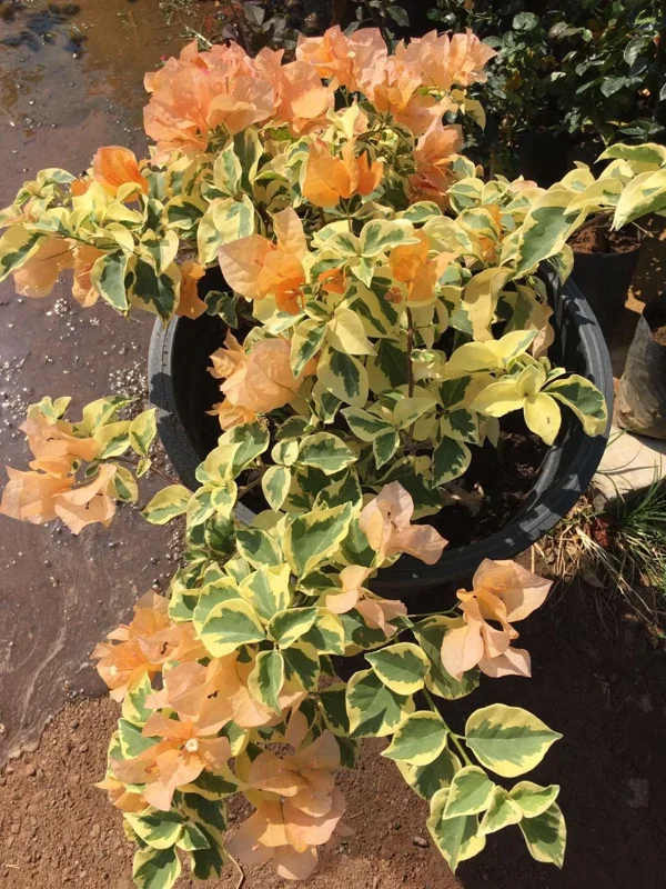 Orange Ice Bougainvillea Live Plant – 1 Foot Tall – Ship in 6 Inch Pot – Outdoor Shrub - Image 1