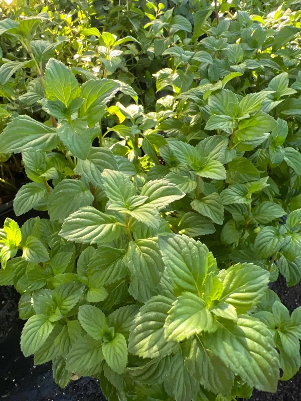 Orange Mint Live Plant - Mentha piperita citrata - 1 Gallon Pot, 1-2 ft - Image 2