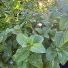 Orange Mint Live Plant - Mentha piperita citrata - 1 Gallon Pot, 1-2 ft - Image 1