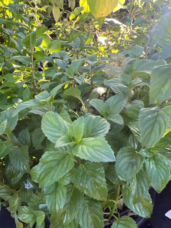 Orange Mint Live Plant - Mentha piperita citrata - 1 Gallon Pot, 1-2 ft - Image 1