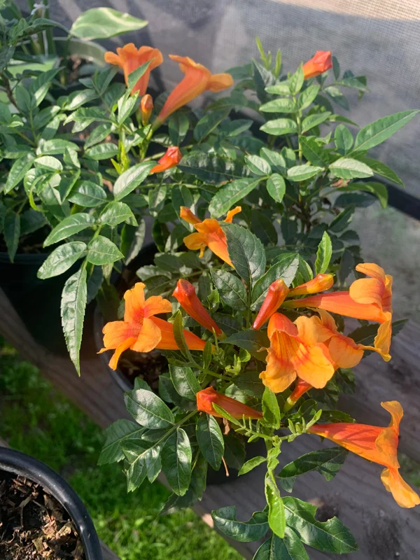 Orange Tacoma Sun Trumpet Live Plant – 6 inch Pot – Outdoor Flowering Shrub - Image 2