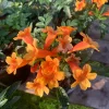 Orange Tacoma Sun Trumpet Live Plant 6" Pot - Perennial Blooms - Image 1