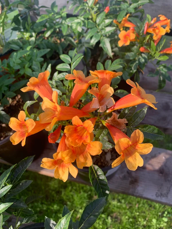 Orange Tacoma Sun Trumpet Live Plant 6" Pot - Perennial Blooms - Image 1