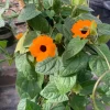 Orange Thunbergia Alata Vine Live Plant – Black-Eyed Susan – 6 inch Pot - Image 1