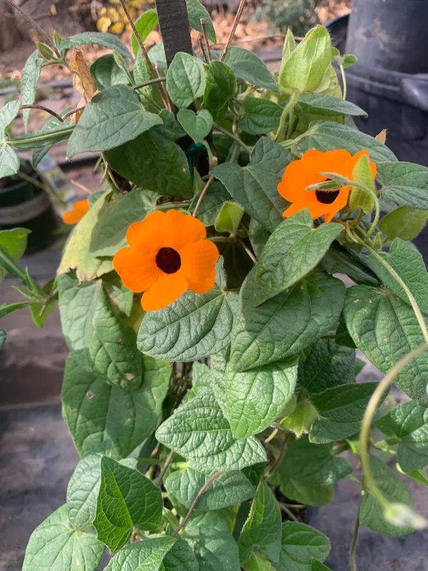 Orange Thunbergia Alata Vine Live Plant – Black-Eyed Susan – 6 inch Pot - Image 1