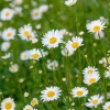 Ox Eye Daisy Live Plant – Set of 2 – Yellow White Flowers – 3-5 Inch Tall – In Pot - Image 1