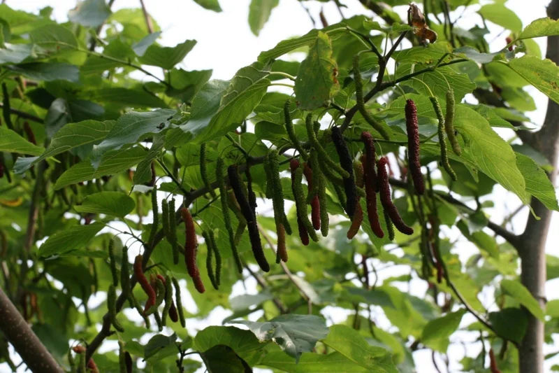 Pakistan Mulberry Fruit Tree Live Plant – 3-4 ft Tall – 3 Gallon Pot - Image 1