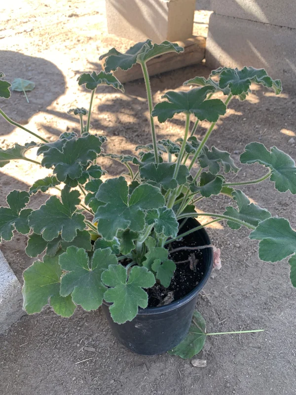 Peppermint Geranium Live Plant - Fragrant Herb in 6 inch Pot - Image 2