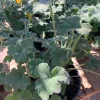 Peppermint Geranium Live Plant - Fragrant Herb in 6 inch Pot - Image 1