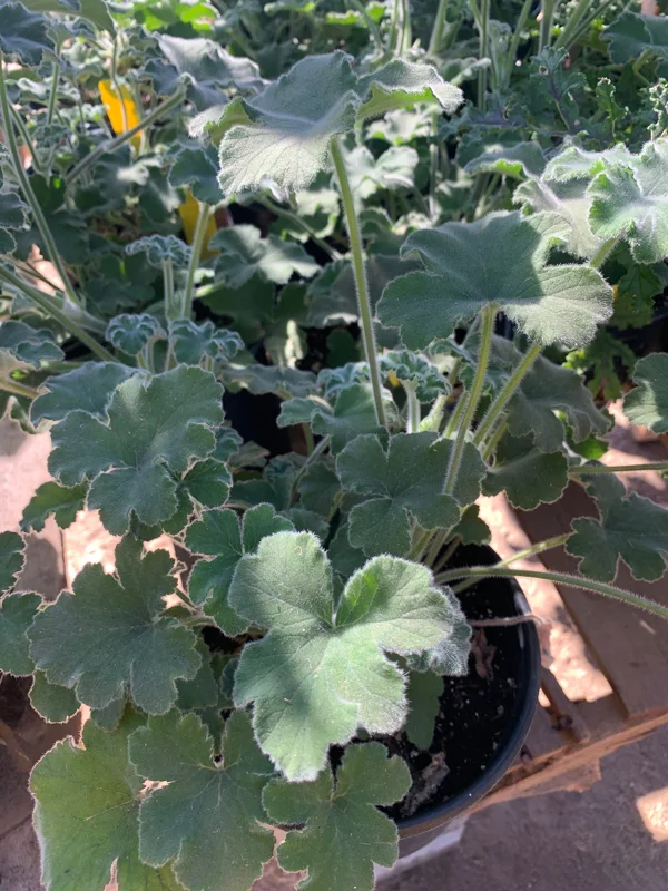 Peppermint Geranium Live Plant - Fragrant Herb in 6 inch Pot - Image 1