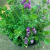 Petite Butterfly Sweet Pea Bush (Polygala Fruticosa) Live Plant 1 Gallon Pot Petite Butterfly Sweet Pea Bush (Polygala Fruticosa) Live Plant 1 Gallon Pot - Image 1