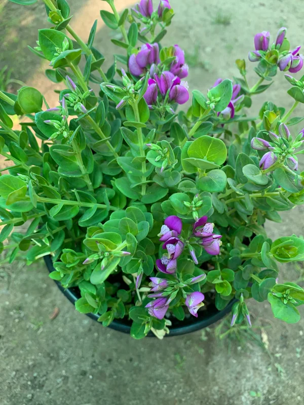 Petite Butterfly Sweet Pea Bush (Polygala Fruticosa) Live Plant 1 Gallon Pot - Image 1